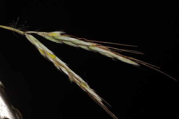 Hyparrhenia hirta Spikelets