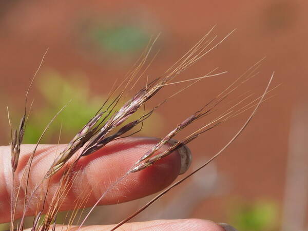 Hyparrhenia hirta Spikelets