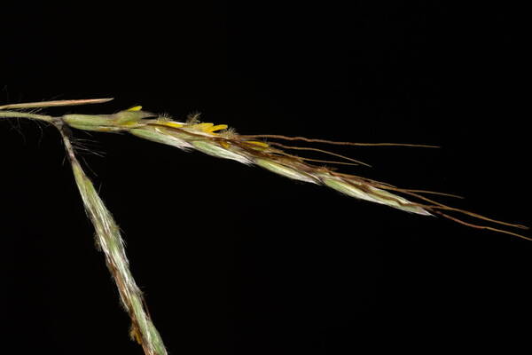 Hyparrhenia hirta Spikelets