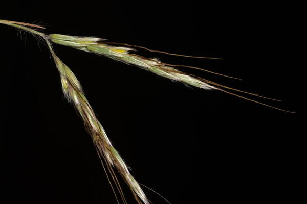 Hyparrhenia hirta Spikelets