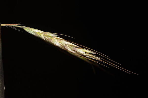 Hyparrhenia hirta Spikelets