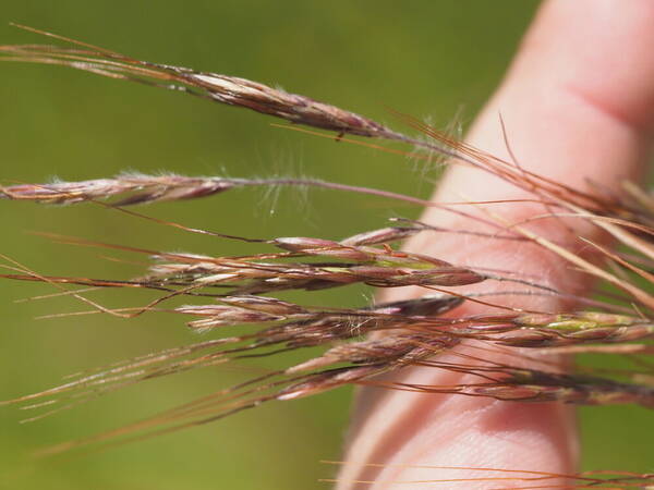 Hyparrhenia hirta Spikelets