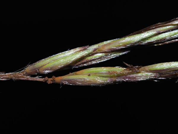 Hyparrhenia hirta Spikelets