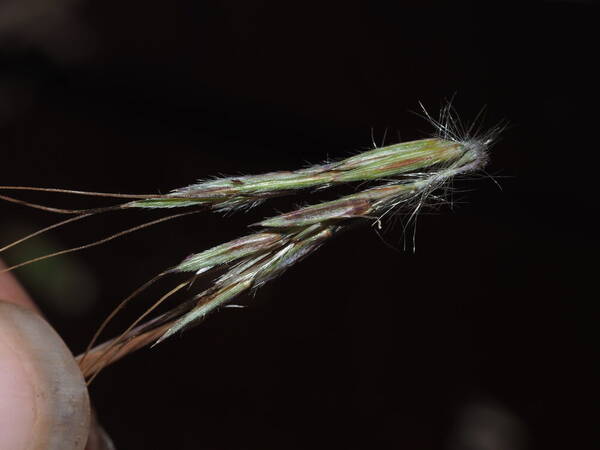 Hyparrhenia hirta Spikelets