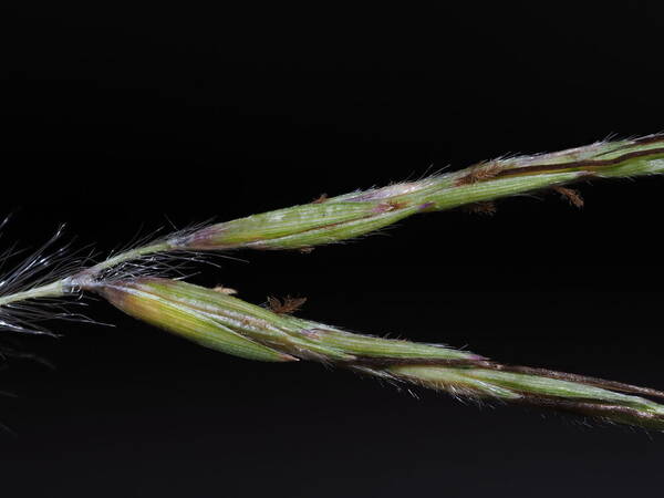 Hyparrhenia hirta Spikelets