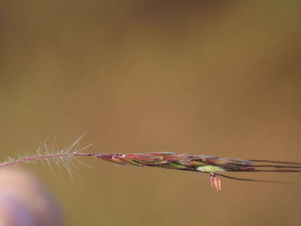 Hyparrhenia hirta Spikelets