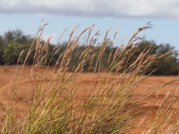 Hyparrhenia hirta Habit