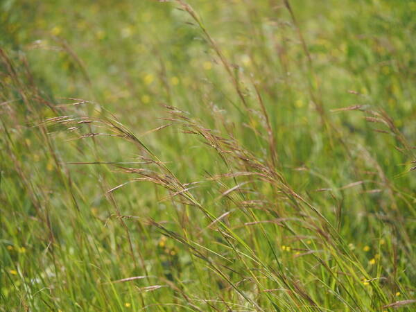 Hyparrhenia hirta Habit