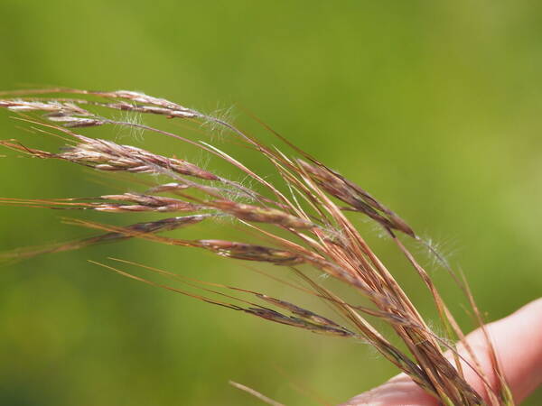 Hyparrhenia hirta Inflorescence