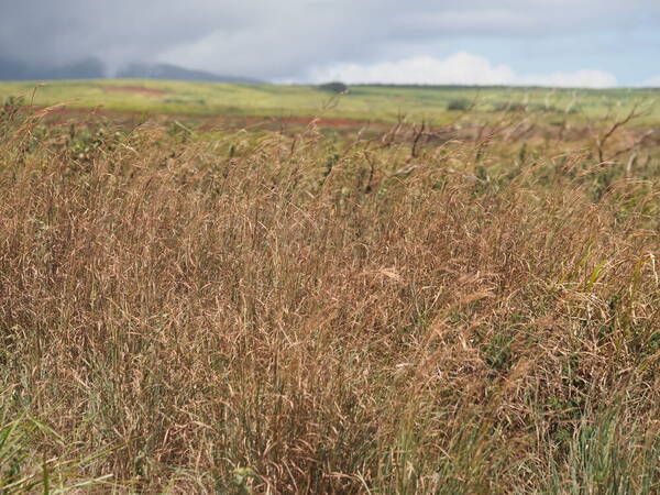 Hyparrhenia hirta Landscape