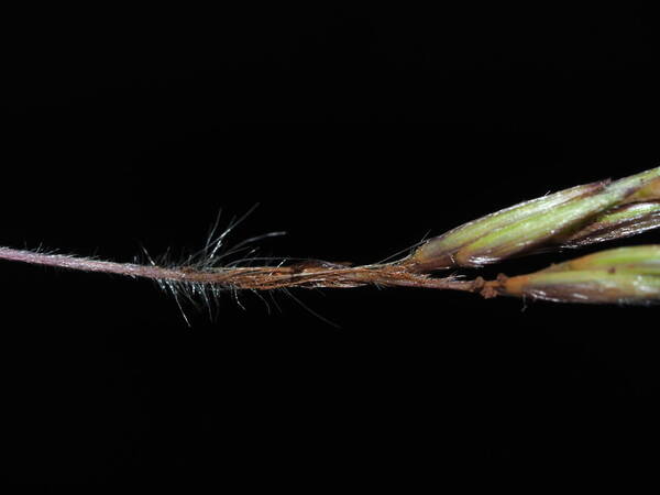 Hyparrhenia hirta Peduncle of inflorescence