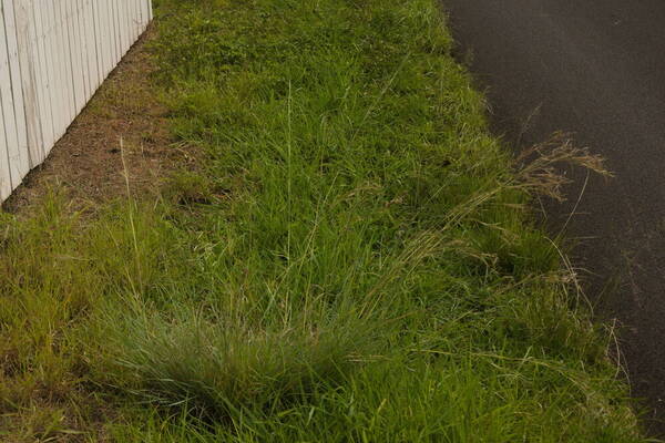 Hyparrhenia hirta Plant