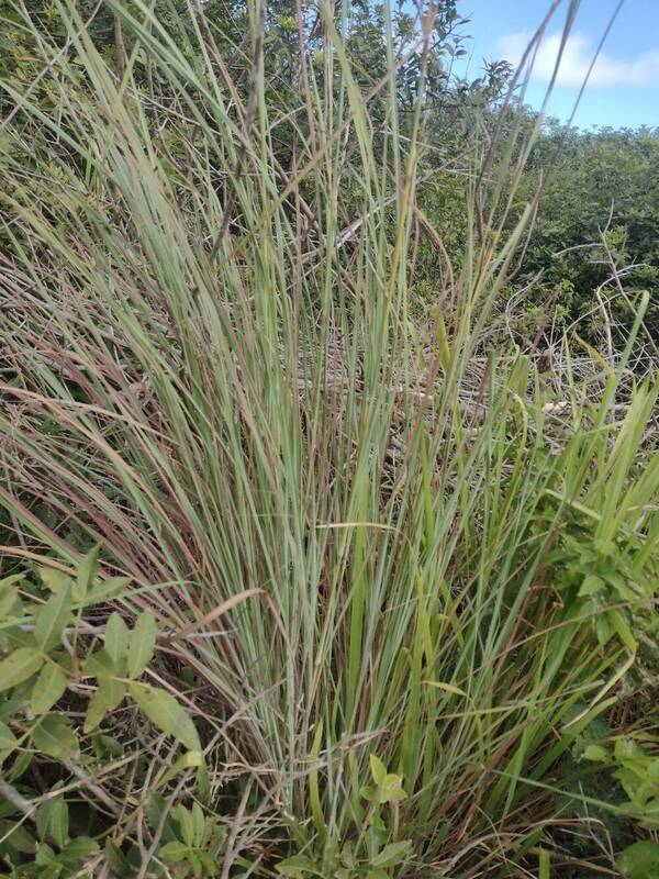 Hyparrhenia hirta Plant