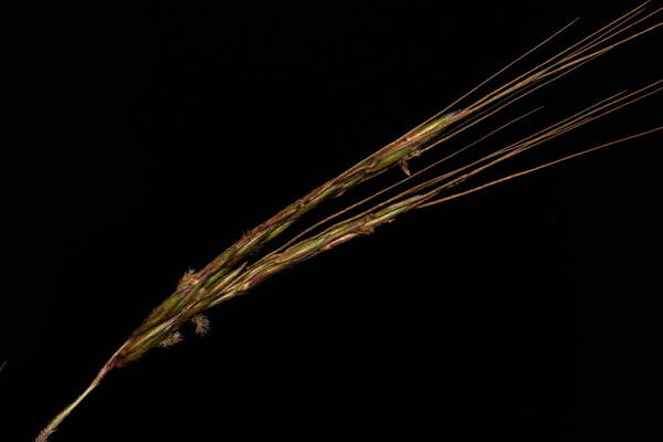 Hyparrhenia rufa var. rufa Spikelets