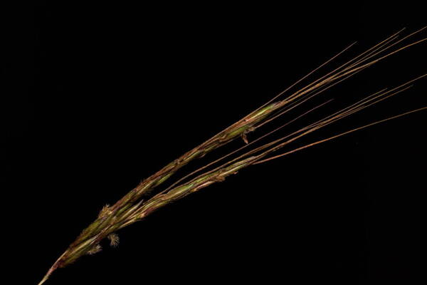 Hyparrhenia rufa var. rufa Spikelets