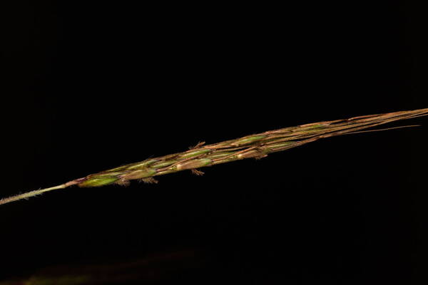 Hyparrhenia rufa var. rufa Spikelets