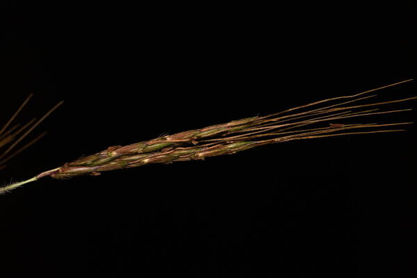 Hyparrhenia rufa var. rufa Spikelets