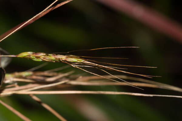 Hyparrhenia rufa var. rufa Spikelets