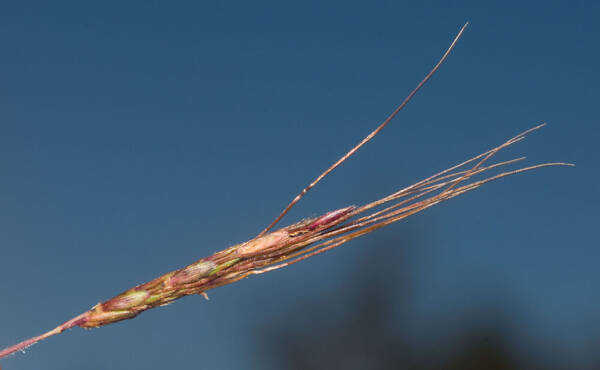 Hyparrhenia rufa var. rufa Spikelets