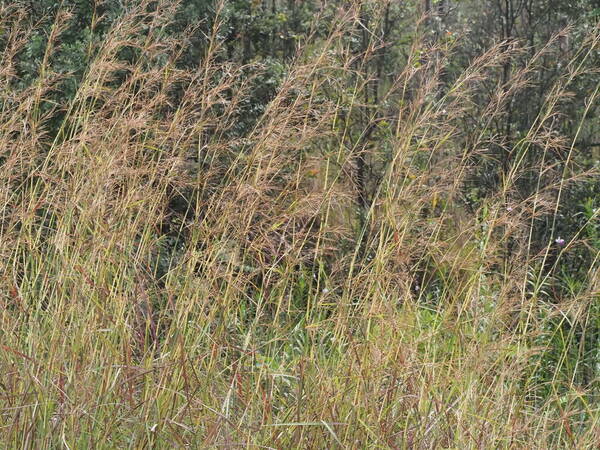 Hyparrhenia rufa var. rufa Habit