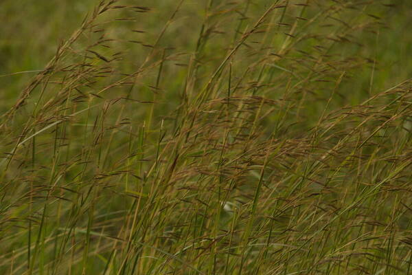 Hyparrhenia rufa var. rufa Habit