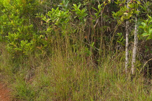 Hyparrhenia rufa var. rufa Habit