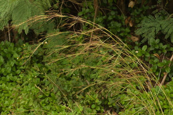 Hyparrhenia rufa var. rufa Inflorescence