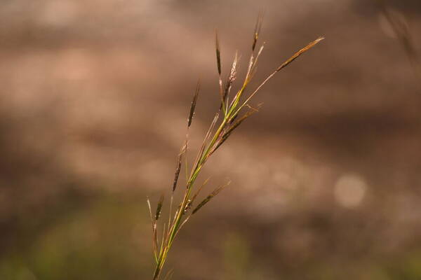 Hyparrhenia rufa var. rufa Inflorescence