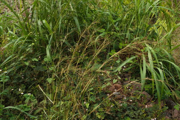 Hyparrhenia rufa var. rufa Inflorescence