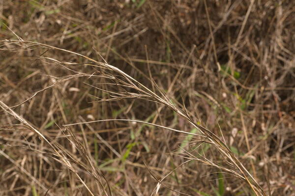 Hyparrhenia rufa var. rufa Inflorescence