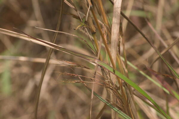 Hyparrhenia rufa var. rufa Inflorescence