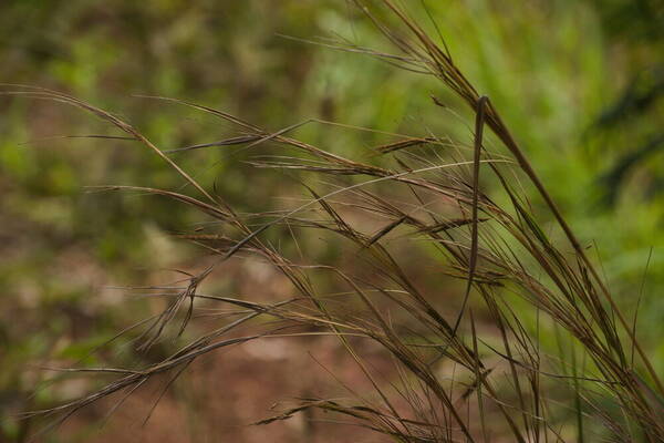 Hyparrhenia rufa var. rufa Inflorescence