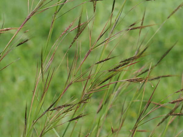 Hyparrhenia rufa var. rufa Inflorescence