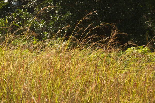 Hyparrhenia rufa var. rufa Landscape