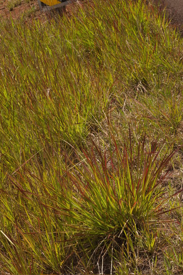 Hyparrhenia rufa var. rufa Landscape