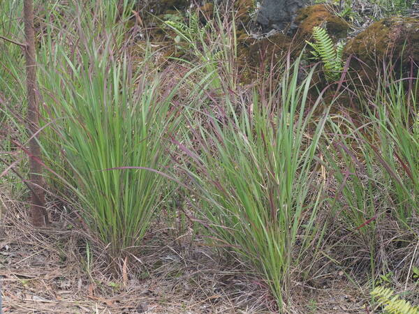 Hyparrhenia rufa var. rufa Plant