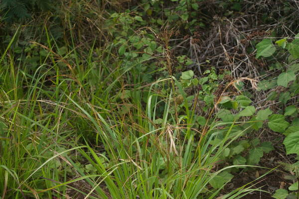 Hyparrhenia rufa var. rufa Plant