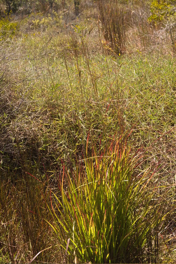 Hyparrhenia rufa var. rufa Plant