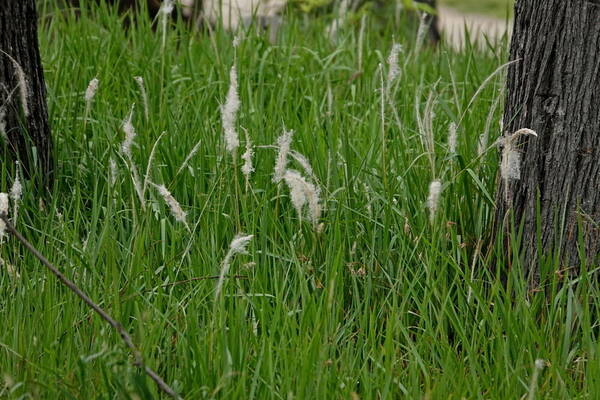 Imperata cylindrica Habit