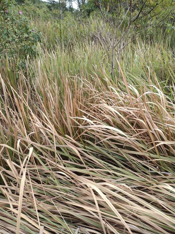 Imperata cylindrica Habit