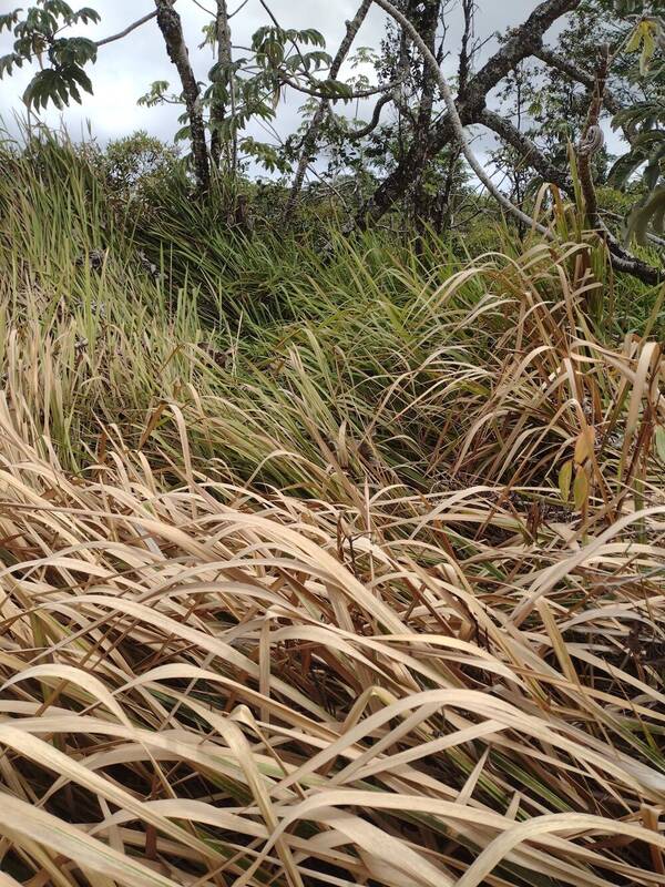 Imperata cylindrica Habit