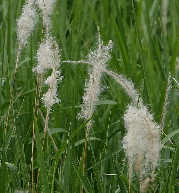 Imperata cylindrica Inflorescence