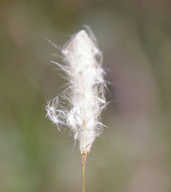 Imperata cylindrica Inflorescence