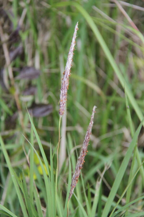 Imperata cylindrica Inflorescence