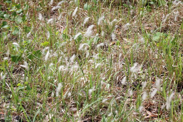 Imperata cylindrica Landscape