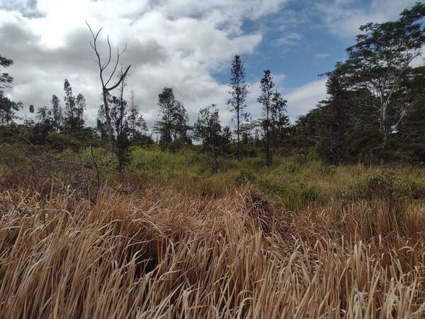 Imperata cylindrica Landscape