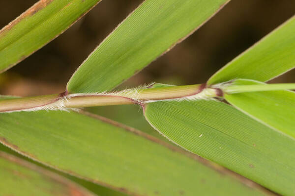 Isachne distichophylla Collar