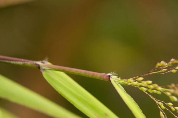 Isachne distichophylla Collar