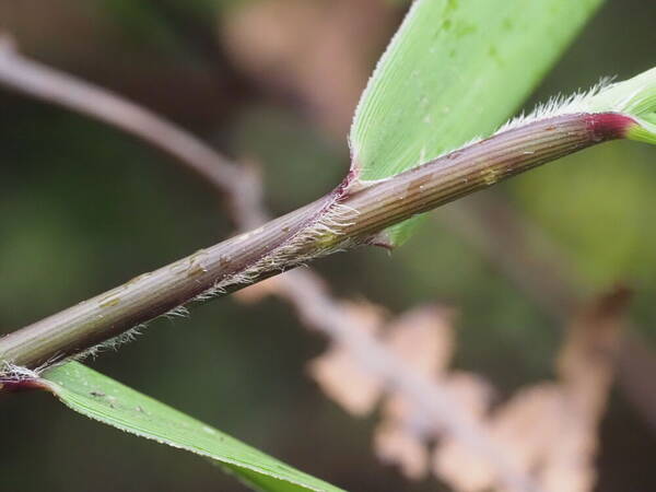 Isachne distichophylla Collar