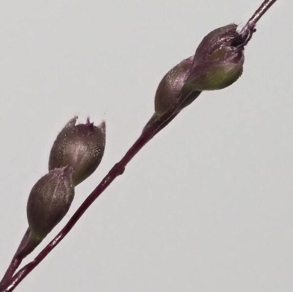 Isachne distichophylla Spikelets